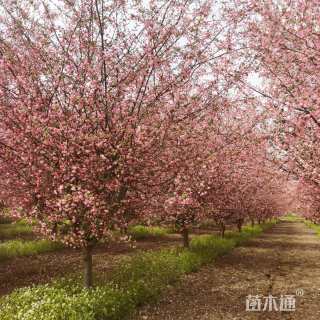 13公分垂丝海棠