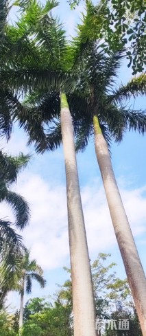 裸干高1000厘米大王椰子