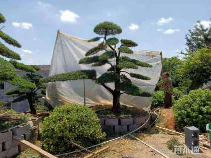 容器苗造型罗汉松