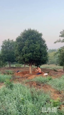 12公分高杆红叶石楠