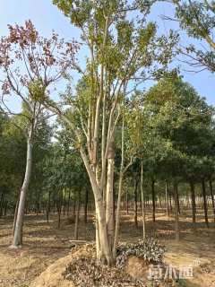 高度900厘米丛生大叶女贞