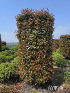 高度260厘米红叶石楠柱