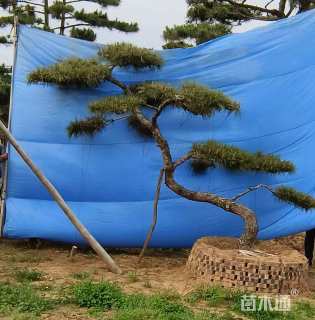 18公分造型黑松