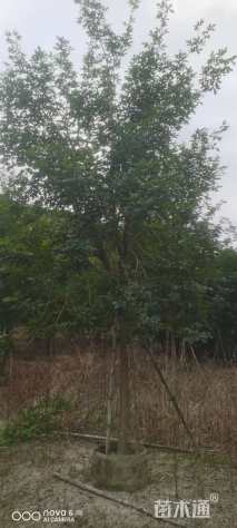 10公分黄花风铃木