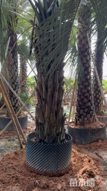 裸干高250厘米布迪椰子