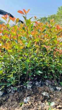 0.2公分红叶石楠