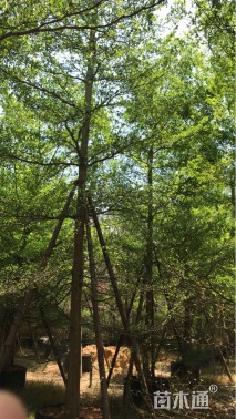 14公分小叶榄仁