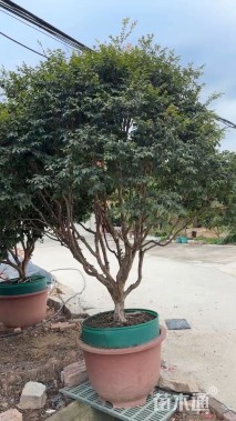 高度250厘米嘉宝果