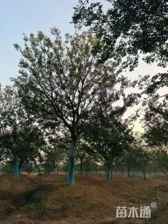40公分朴树