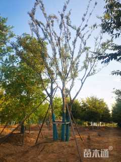 20公分(5杆)丛生朴树