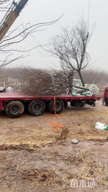 15公分高杆染井吉野樱