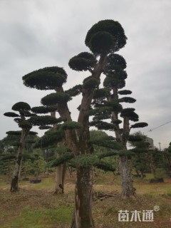 25公分造型榆树