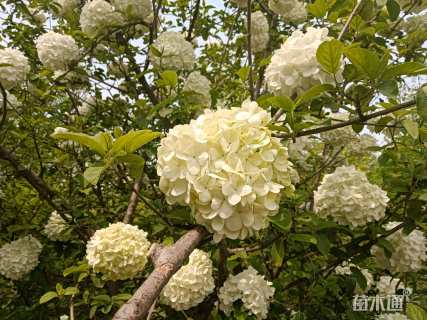 高度2600厘米木绣球