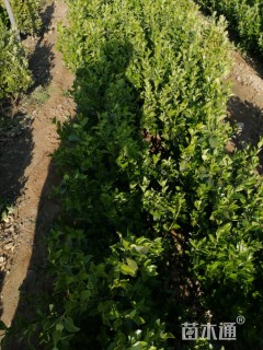 高度60厘米胶东卫矛