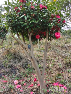 高度2000厘米山茶花