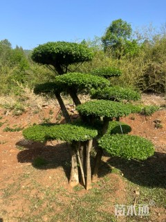 20公分造型对节白蜡