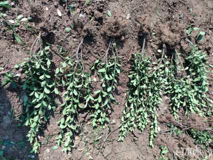 高度50厘米黄杨