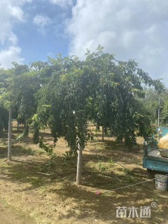 12公分垂枝樱花