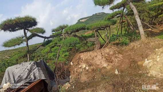 25公分造型油松