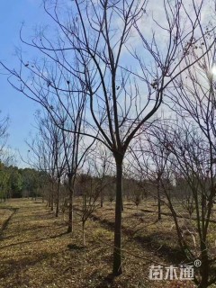5公分栾树