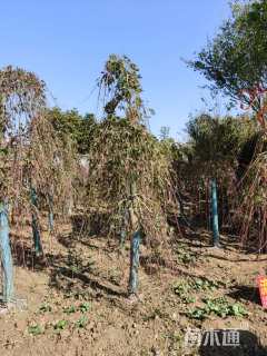 高度250厘米羽毛枫