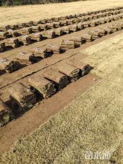 草块状马尼拉草