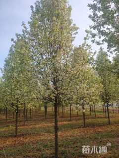 10公分彩叶豆梨