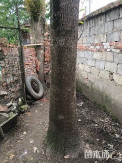 120公分金丝楠木