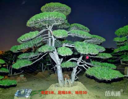 38公分造型油松