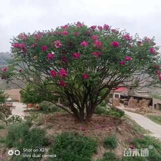 高度180厘米紫斑牡丹