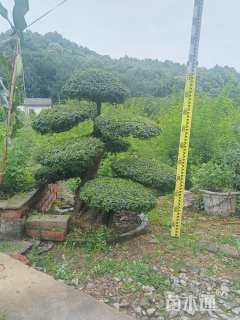 10公分对节白蜡