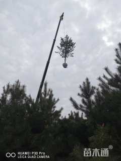 高度1.5厘米油松