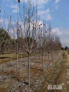 11公分二乔玉兰