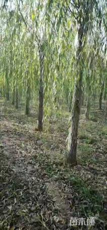 15公分青皮垂柳