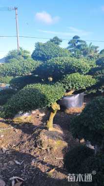 10公分造型榆树