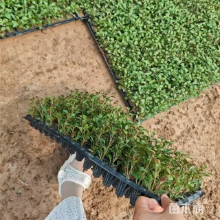 高度8厘米五色苋