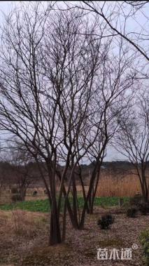 50公分丛生朴树