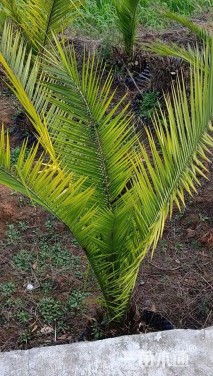 裸干高100厘米加拿利海枣