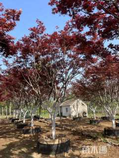 15公分日本红枫