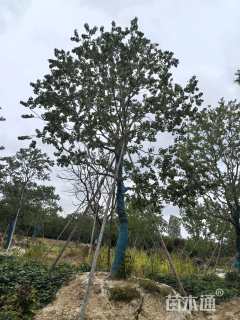 30公分造型乌桕