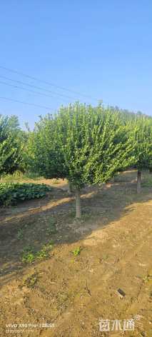 6公分高杆卫矛球