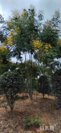 30公分(3杆)丛生栾树