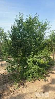 25公分暴马丁香