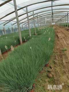 高度35厘米坡地毛冠草