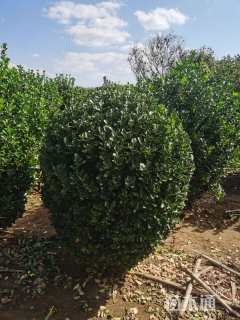 冠幅80厘米大叶黄杨球