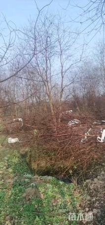 45公分丛生乌桕