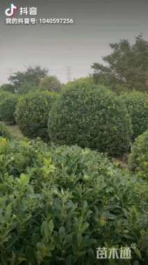 冠幅2000厘米大叶黄杨球