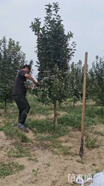 20公分绚丽海棠