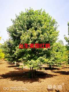 高度1000厘米丛生美国红枫