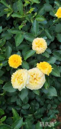 高度50厘米红帽月季